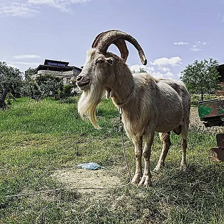 Il Tratturo مزرعة للإقامة *