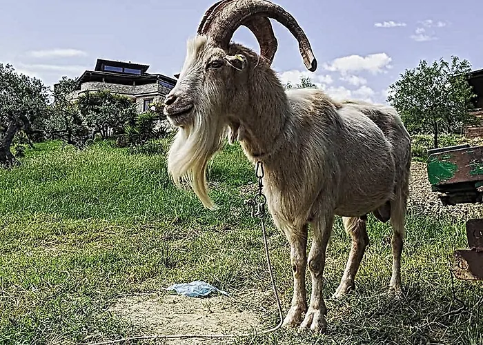 Il Tratturo Vakantieboerderij *
